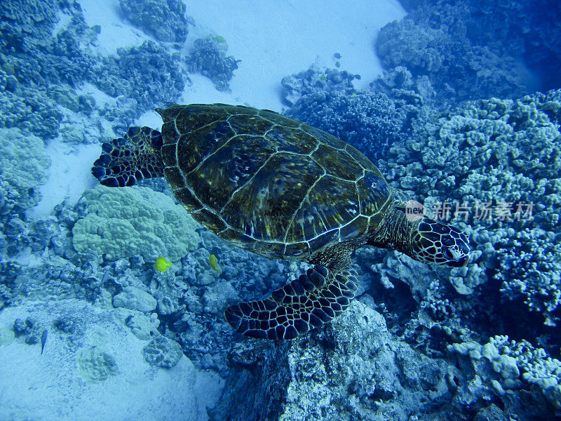 海龟在海里游泳