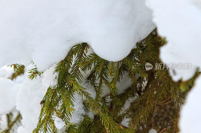 云杉树枝上的雪