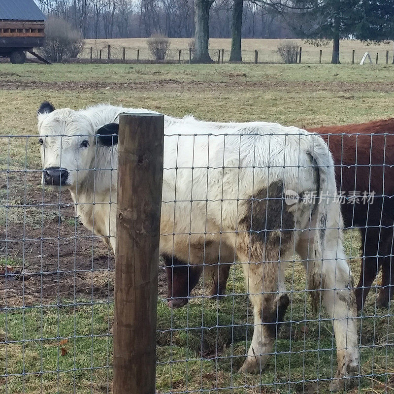 白色农场奶牛盯着金属栅栏，Post