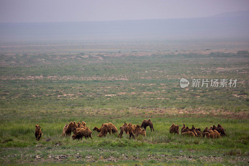 蒙古:双峰骆驼