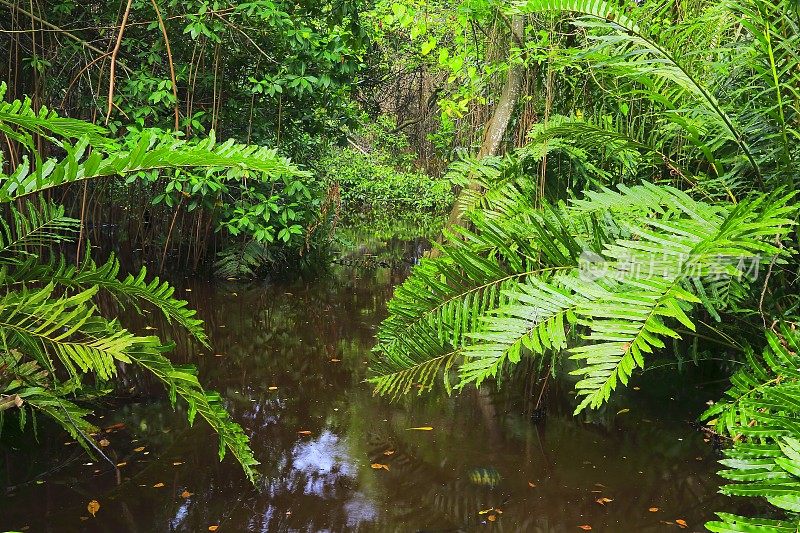 绿叶:蕨类植物，丛林沼泽湿地，热带雨林景观