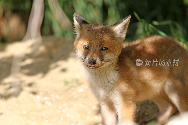 春天里的小狐狸