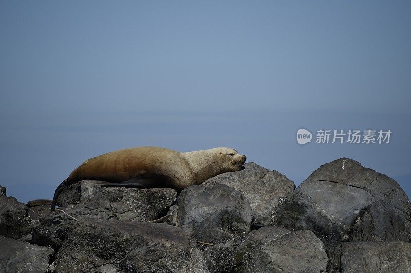 睡觉的虎头海狮