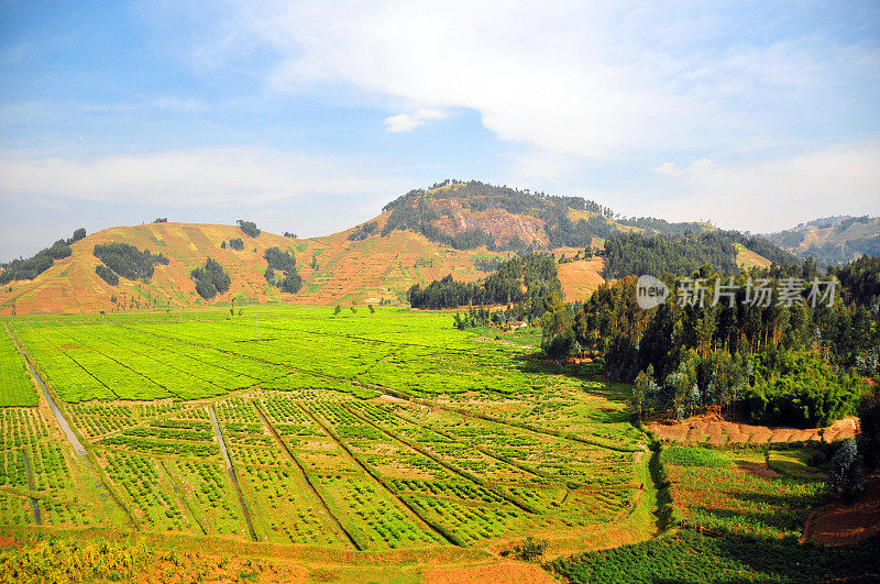 卢旺达:茶园和山丘