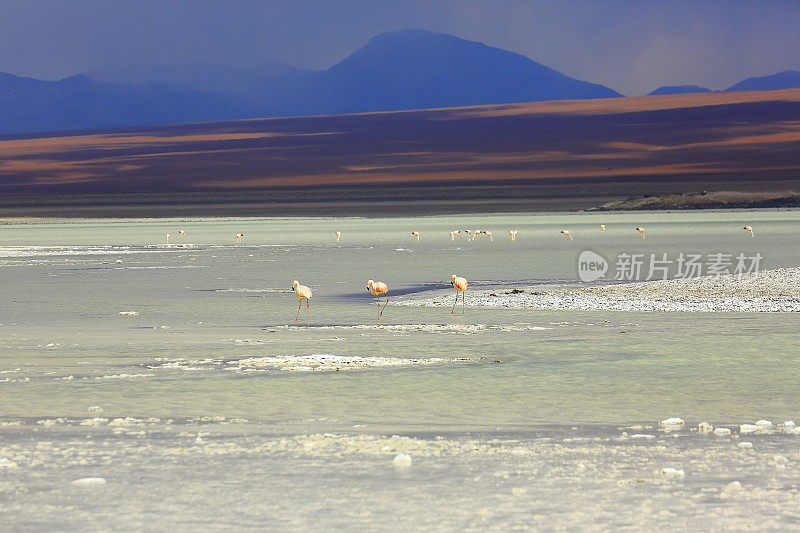 智利火烈鸟在田园诗萨拉德塔拉蓝泻湖，盐沼-火山和田园诗阿塔卡马沙漠高原，火山景观全景-圣佩德罗阿塔卡马，智利，Bolívia和阿根廷边境