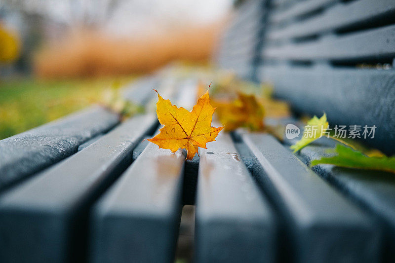 长凳上的秋叶带着雨滴