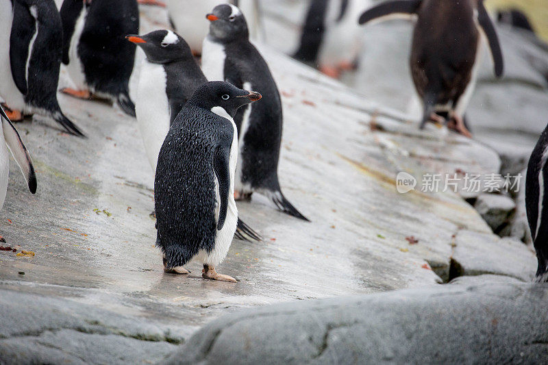南极洲:Adélie彼得曼岛的企鹅