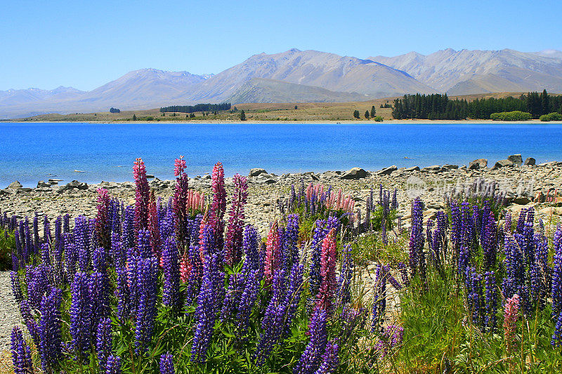 春天的羽扇豆，五颜六色的野花和雄伟的山脉从蓝绿色的特卡波湖，坎特伯雷，田园诗般的新西兰南部