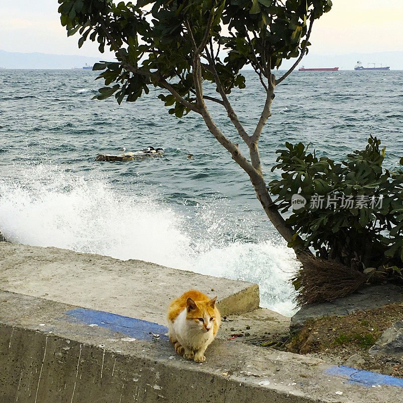 坐在海边墙上的流浪猫