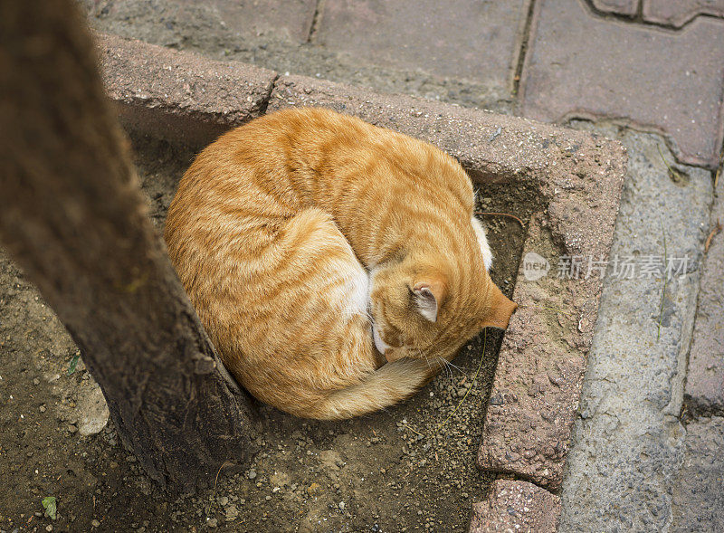 小猫在街上打盹