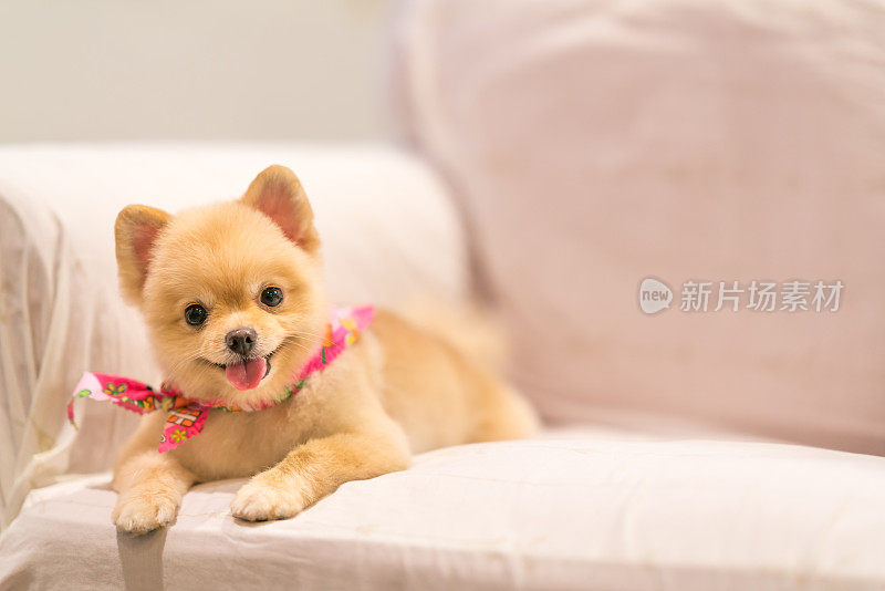 可爱的博美犬在沙发上微笑与复印空间