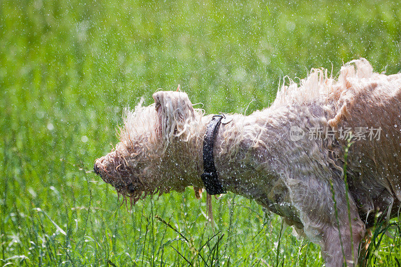 Labradoodle抖干