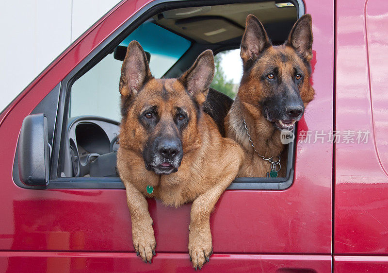 车窗外的德国牧羊犬双胞胎