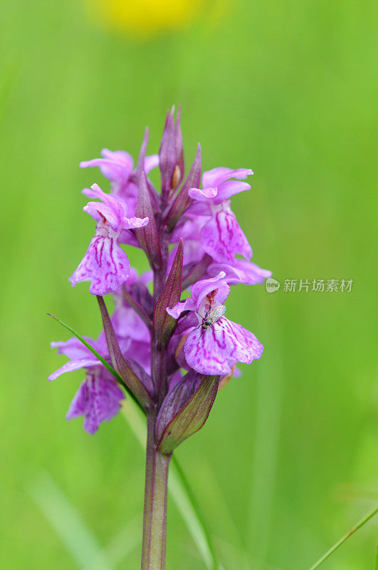 石南花兰(指竹)