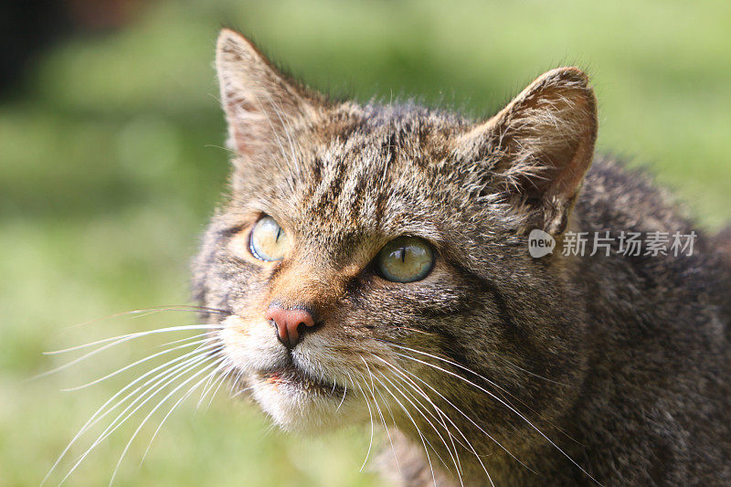 苏格兰野猫