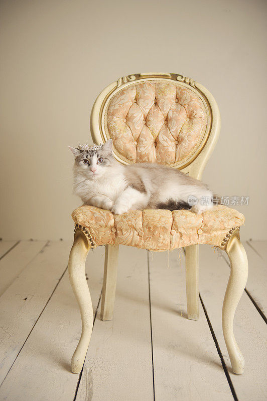 缅因猫坐在老式椅子上