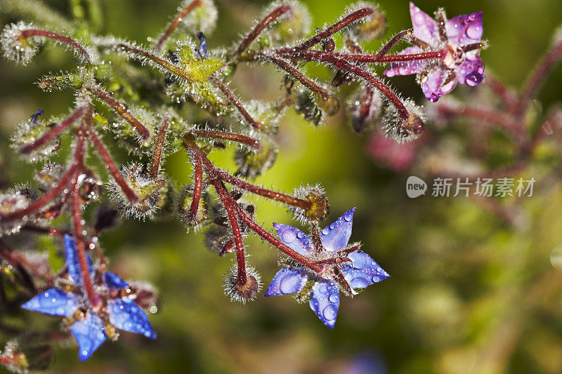 精致的花朵