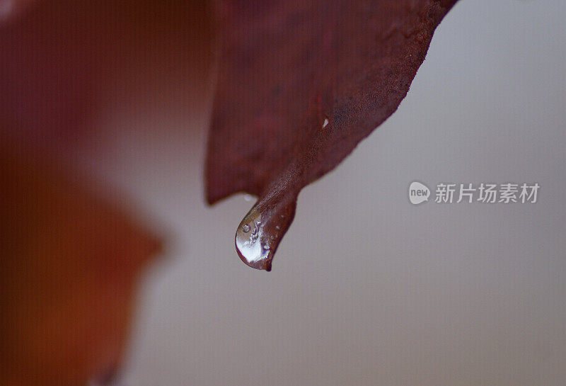 有雾的雨滴