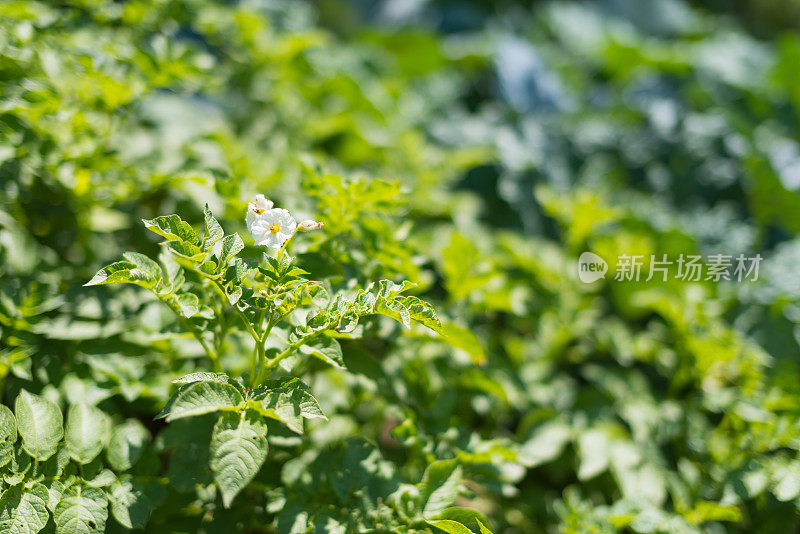 花园里盛开的马铃薯