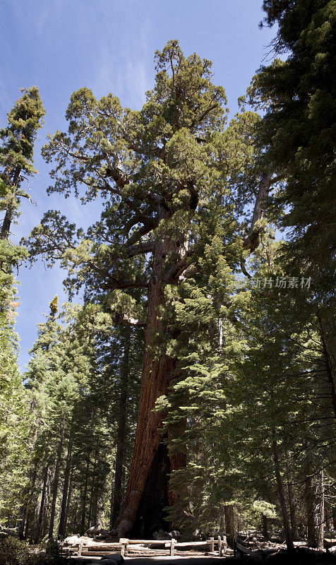 约塞米蒂，巨型红杉，灰熊巨人