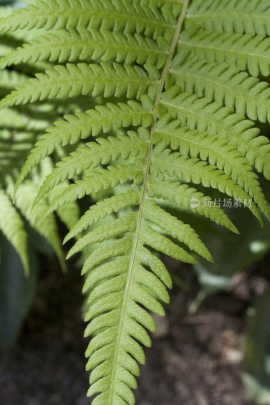 蕨类植物的特写镜头