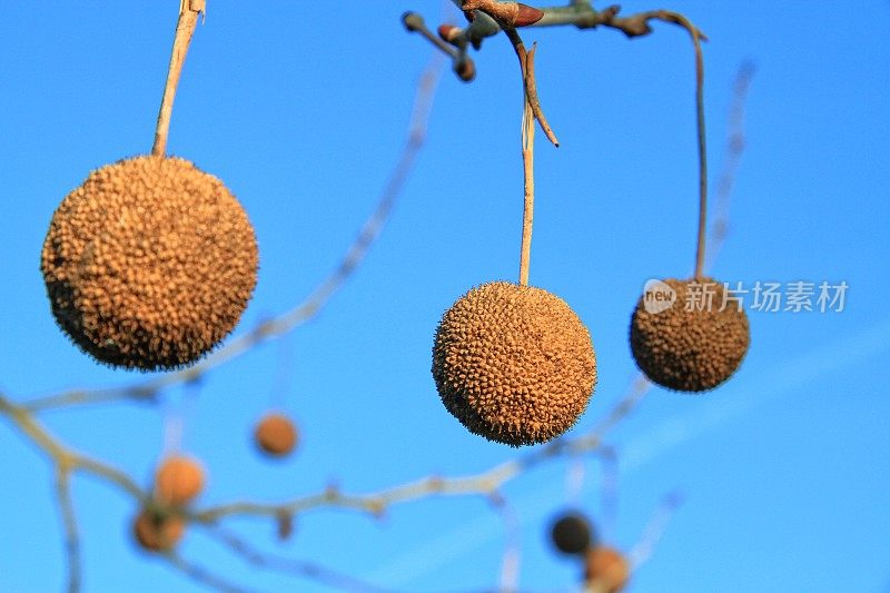 梧桐豆荚