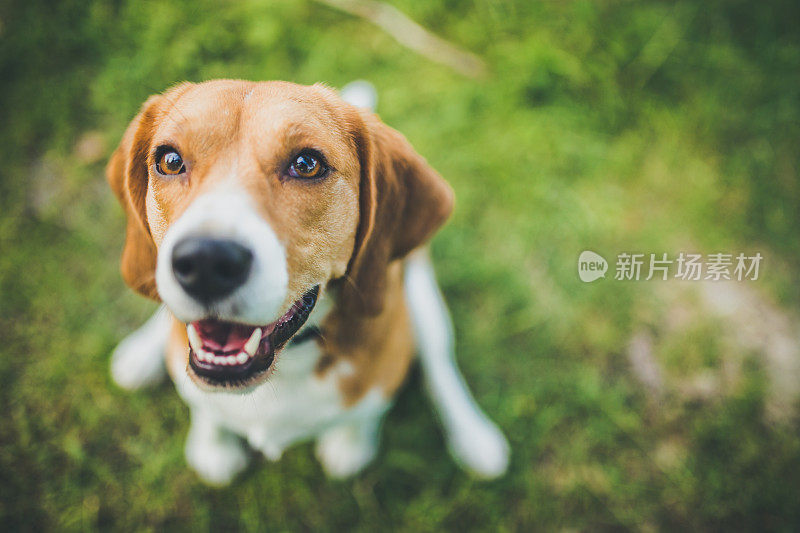 小猎犬号