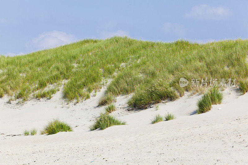 Norderney海滩沙丘