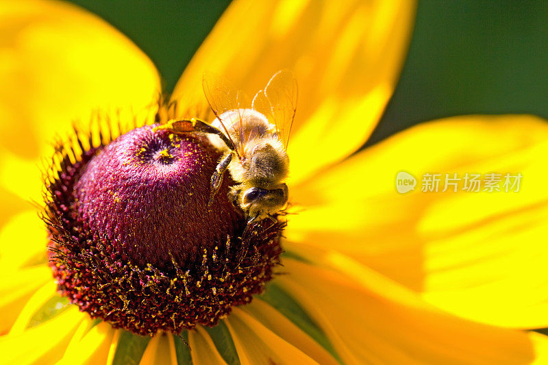 花上的蜜蜂