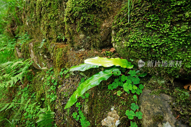 生长在湖区干石墙中的蕨类植物