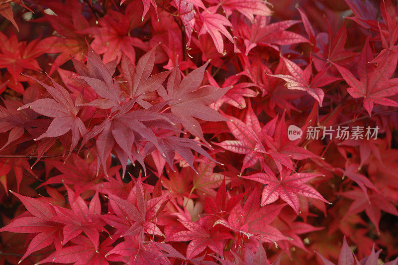 日本枫叶，掌叶槭
