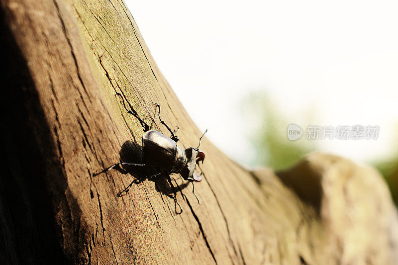 树上的森林甲虫