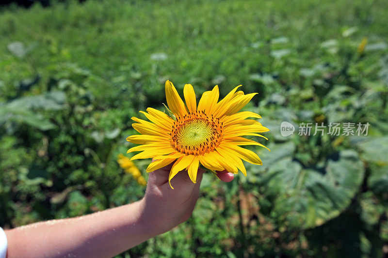 手握鲜花