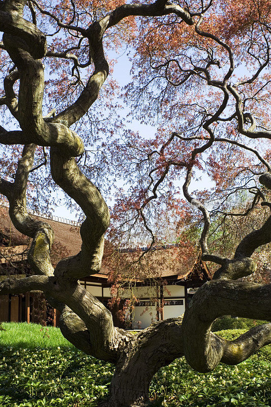日式花园和房子，费城