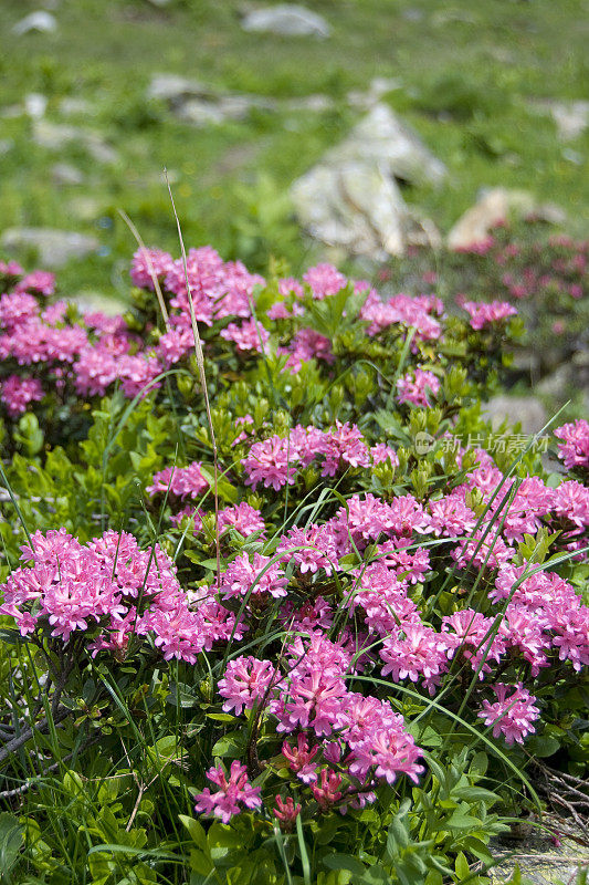 杜鹃花