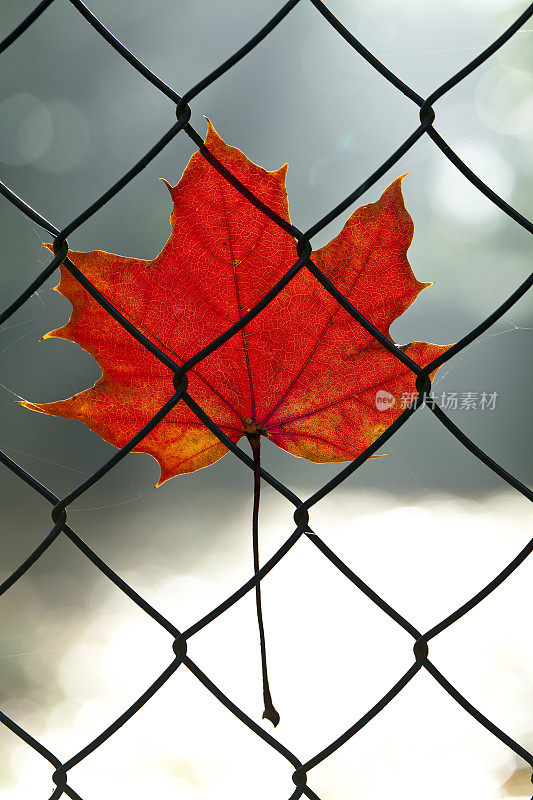 秋叶在铁链栅栏上