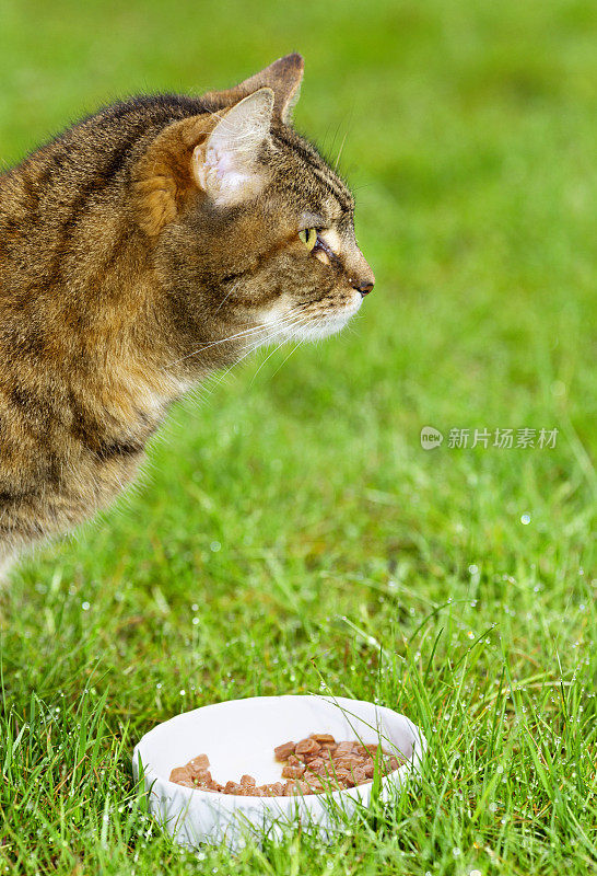 草里的猫在吃饭