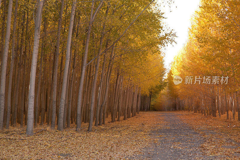 土路穿过秋日黄叶的树木。