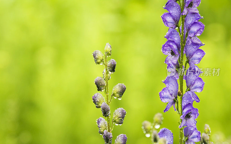 紫附花和芽