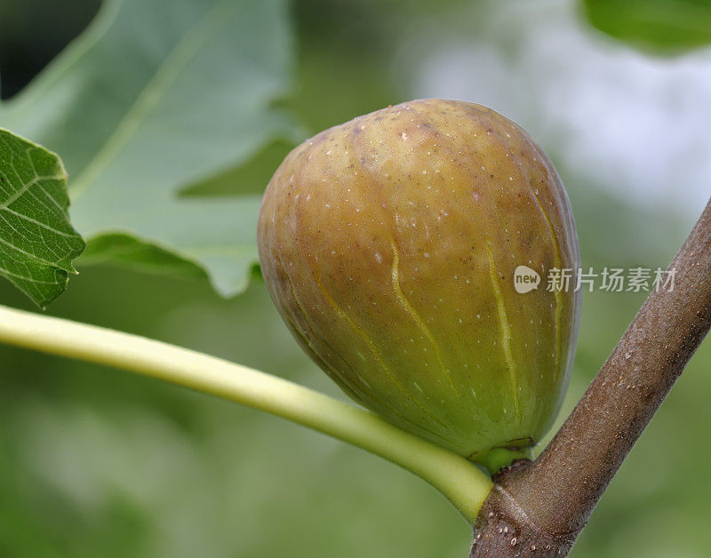 树上成熟的无花果