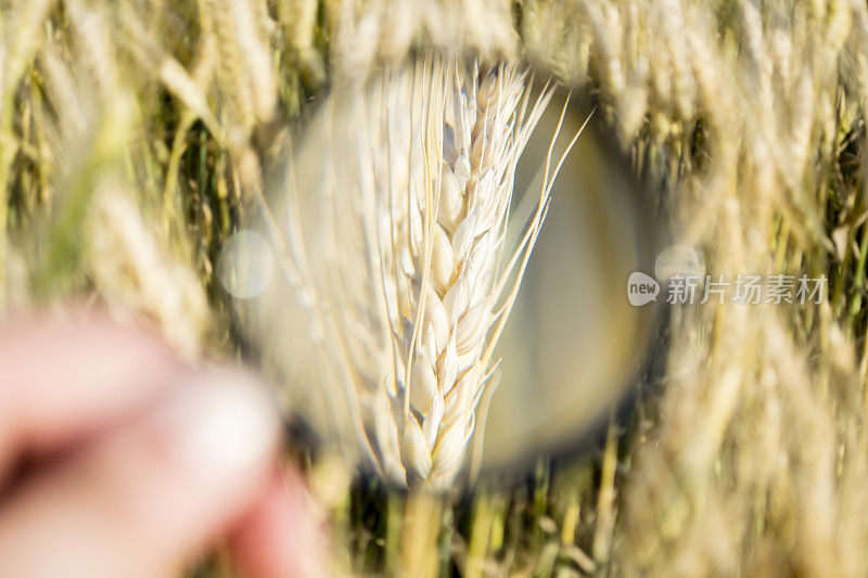 小麦放大镜