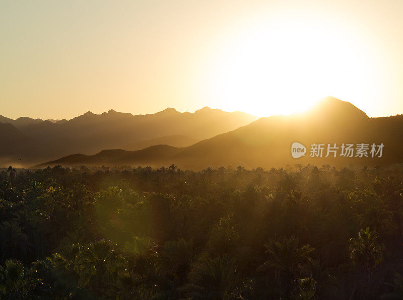 下加利福尼亚穆莱格的枣树绿洲