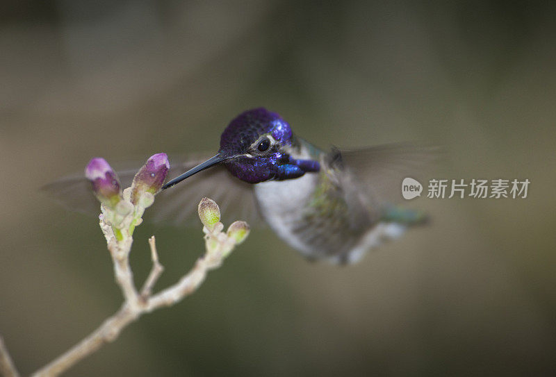 蜂鸟