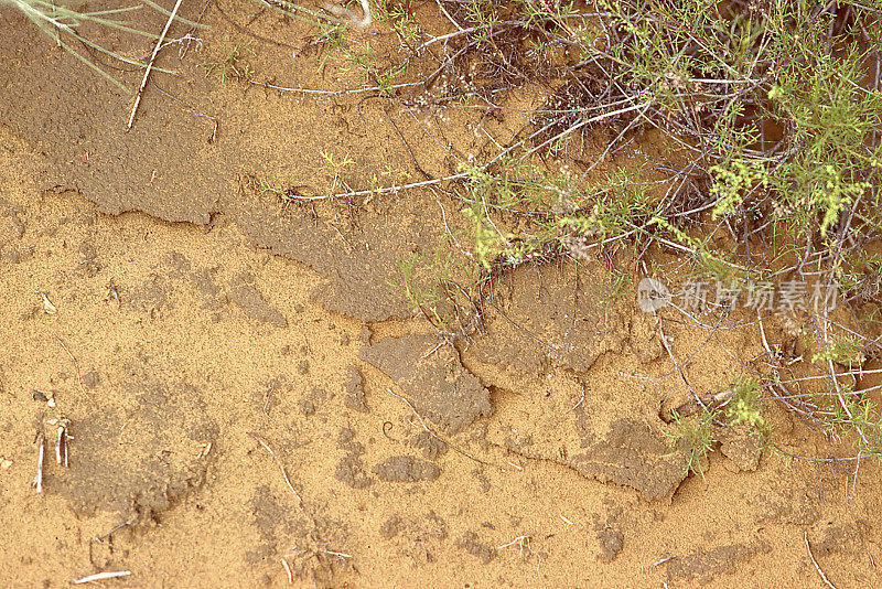 中国宁夏腾格里沙漠中卫萨坡图隐生土壤沙丘