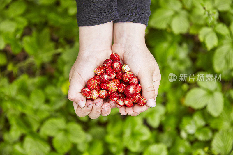 野草莓