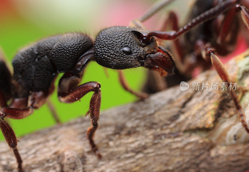 红足猛蚁