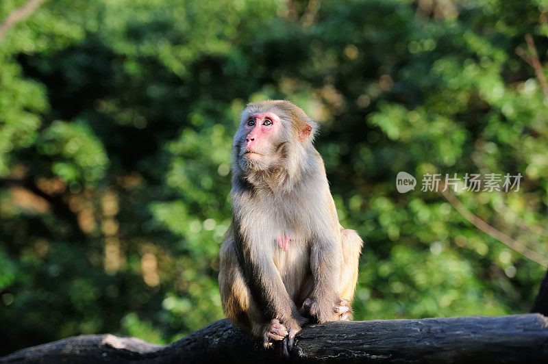 树上坐着小猴子03