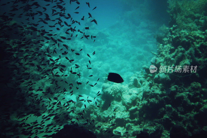 红海中的水下珊瑚礁