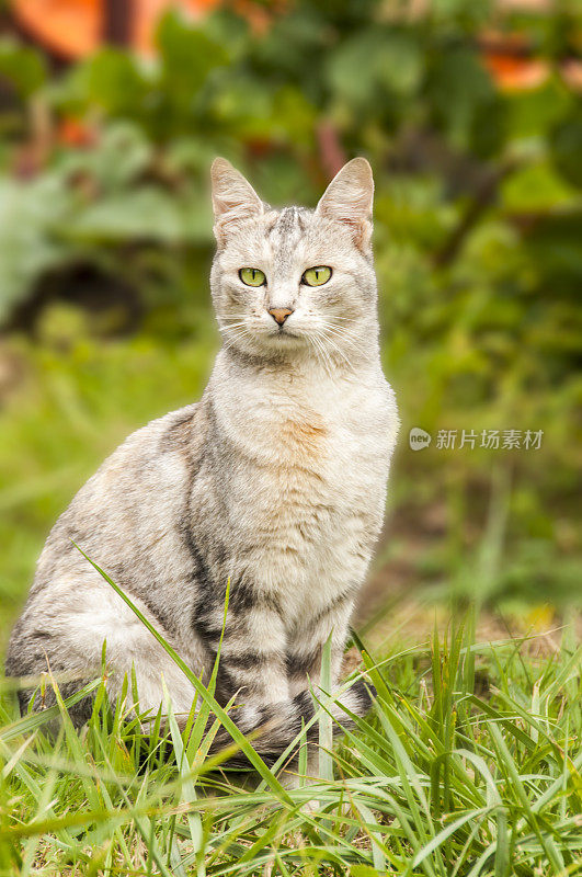 美丽的灰白色的猫坐在草地上看起来很好奇