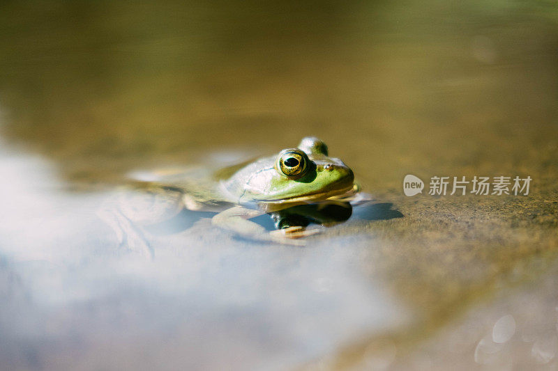 青蛙特写肖像